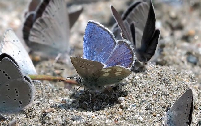 un orgia di licenidi